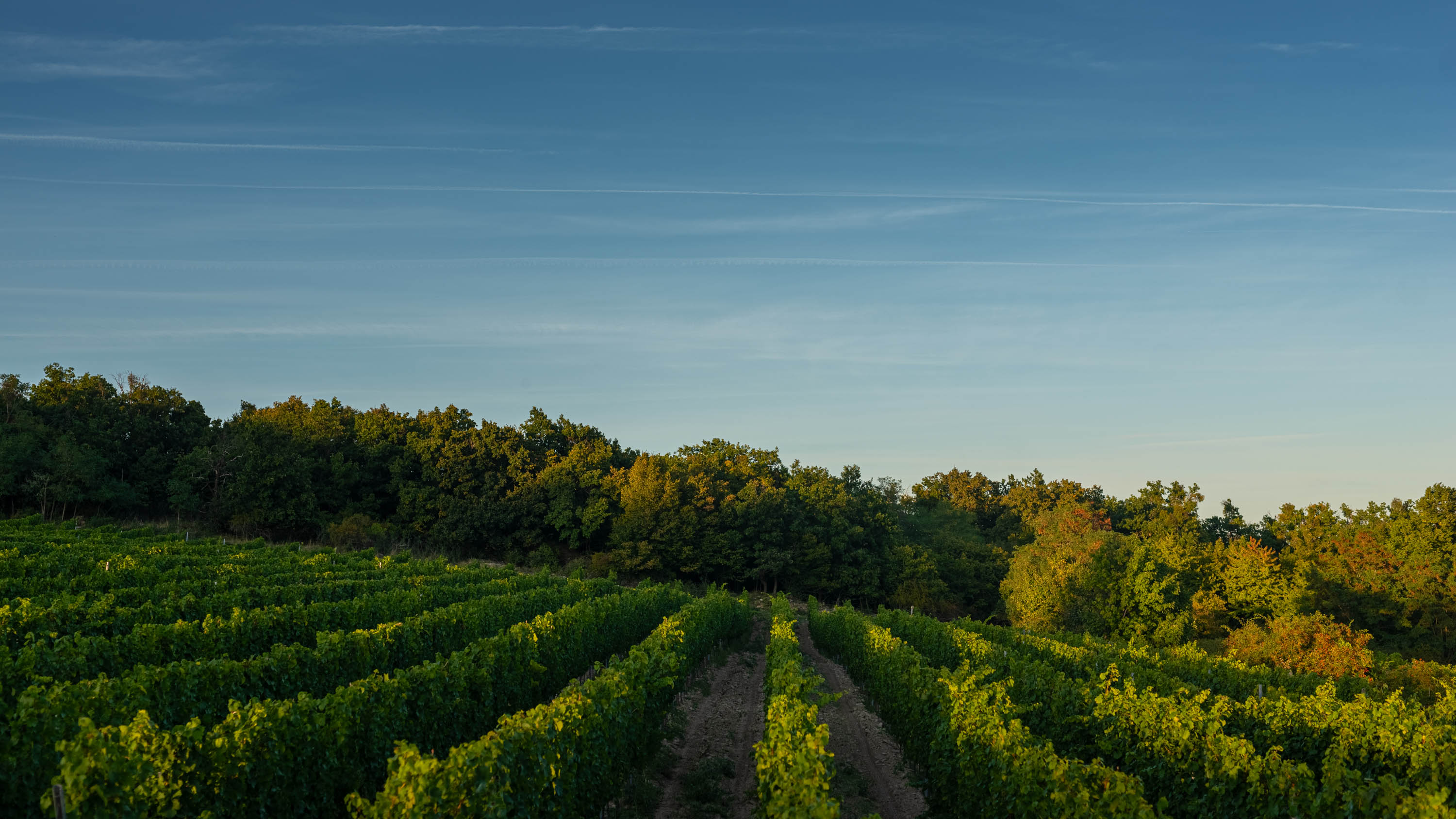 Winemakers Little Carpathians in Slovakia