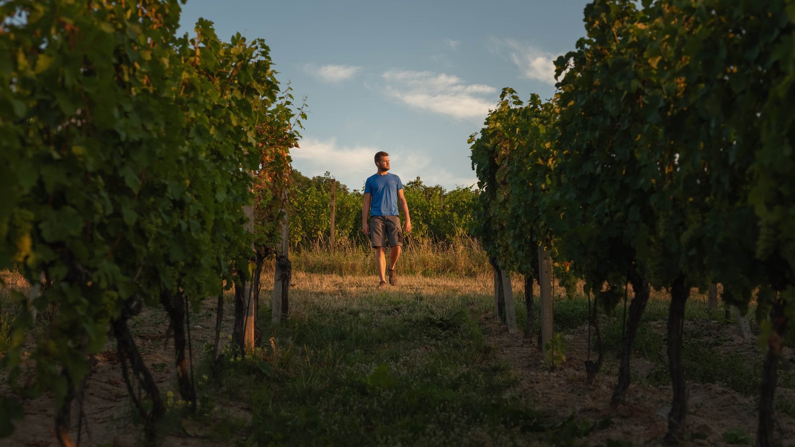 Winemakers Little Carpathians in Slovakia